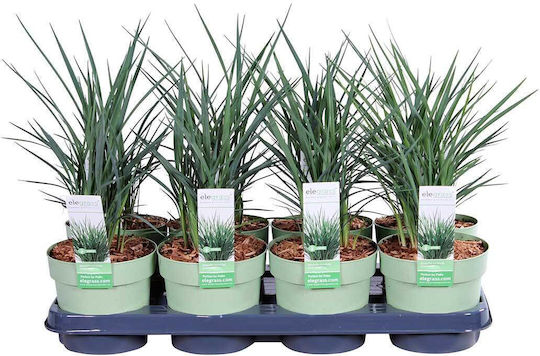 Dianella 'coolvista' 17cm