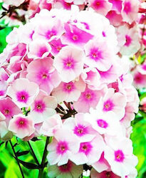 Gemma Samen Phlox 0.5gr