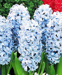 Gemma Bulbs Hyacinthus Blue 3pcs