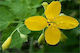 Χελιδόνιο 100 Γρ