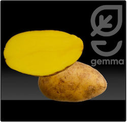 Gemma Samen Kartoffelς 1.25kg