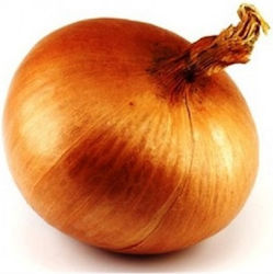 Evotris Seeds Onion 100gr