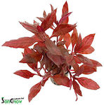 SonGrow Alternanthera Live Aquarium Plant