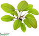 SonGrow Pot Echinodorus Bleheri Live Aquarium Plant