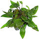 SonGrow Pot Cryptocoryne Nevilli Live Aquarium Plant