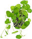 Stoffels Hydrocotyle Live Aquarium Plant