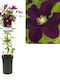 Lederblume 2.25Es Höhe 75cm