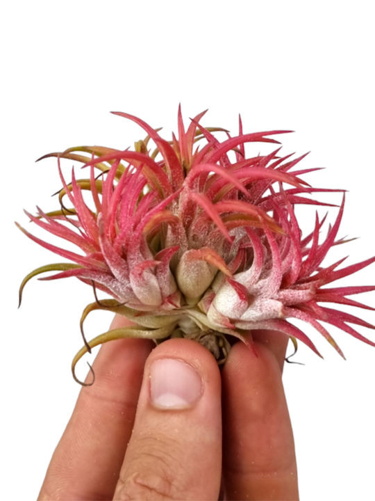 Airplant