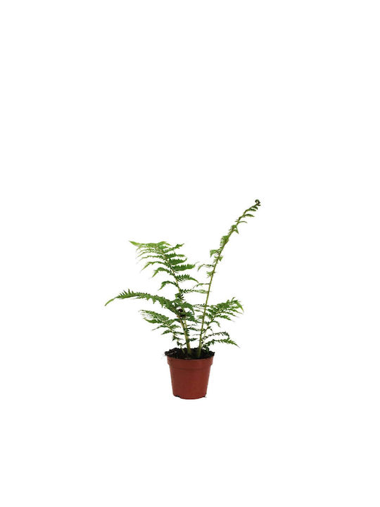 Green Leaf Fern Височина 12бр