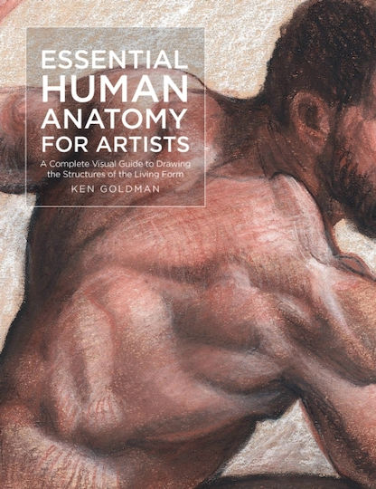 Essential Human Anatomy For Artists