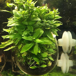Aqua Della Artificial Aquarium Plant Decoration