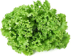 Geoponiki Lollo Bionda Seeds Lettuce 25gr