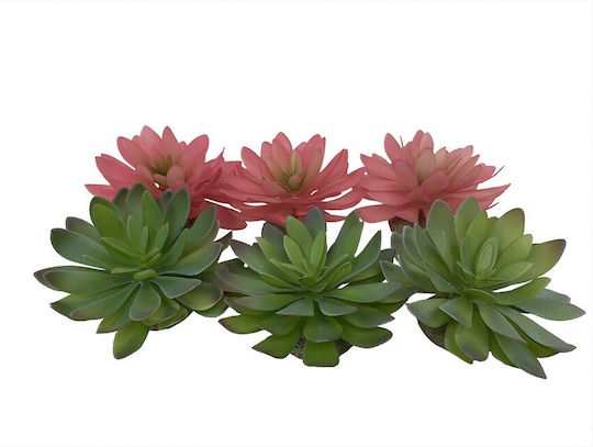 Europet Bernina Terra Della Echeveria Διακοσμητικό Ενυδρείου