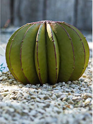 Artificial Shrub Cactus Aristi-Elena Artificial Shrub Cactus Aristi-Elena