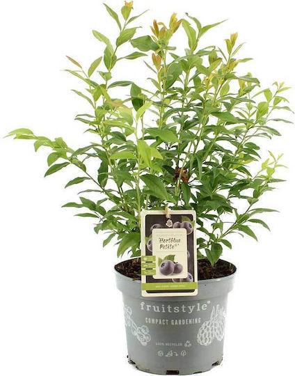 Vaccinium 'hortblue Petite' 17cm