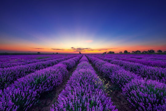 Tapet Autocolant Tapete Endless Lavender Field Sunrise 350x200cm Lavabil