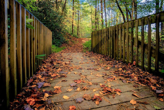Αυτοκόλλητη Ταπετσαρία Τοίχου Forest Floor 200x150cm Πλενόμενη