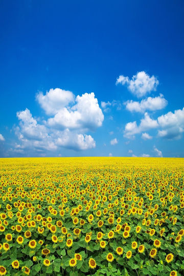 Tapet Autocolant Natura104 150x205cm Lavabil