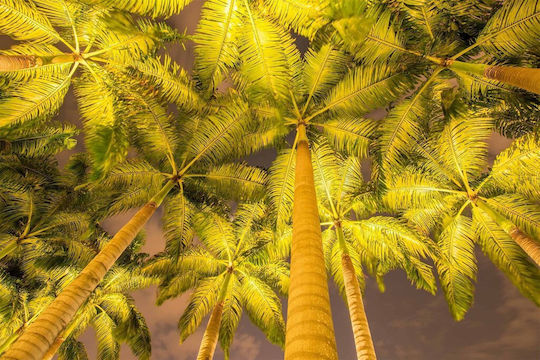 Αυτοκόλλητη Ταπετσαρία Τοίχου Palm Trees In Reflector 300x200cm Πλενόμενη