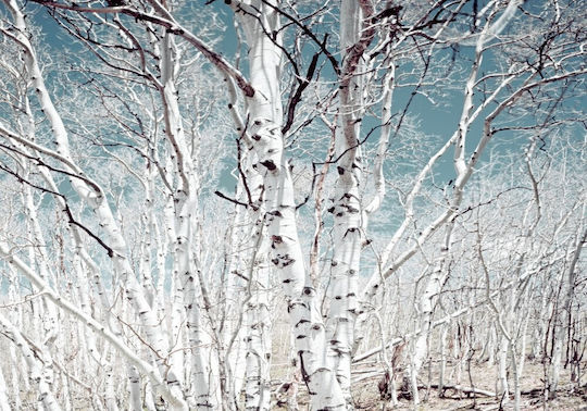 Αυτοκόλλητη Φωτοταπετσαρία Τοίχου Birch Forest 250x200cm Πλενόμενη