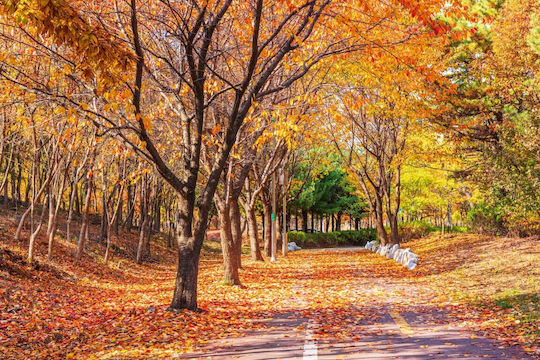 Ταπετσαρία Τοίχου Forest54 Autumn 220x135cm Πλενόμενη