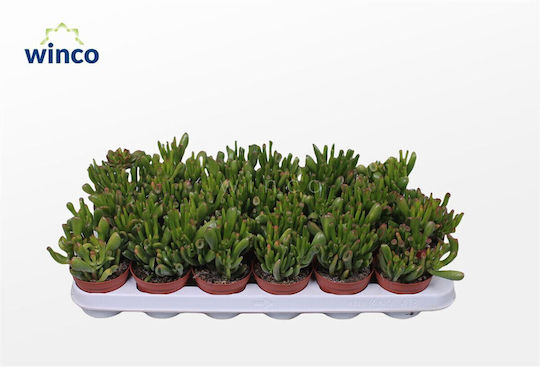 Crassula Ύψους 15бр