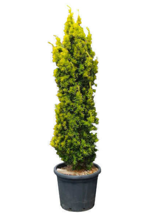 Taxus 25lt