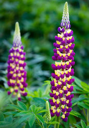 Lupin Bulb