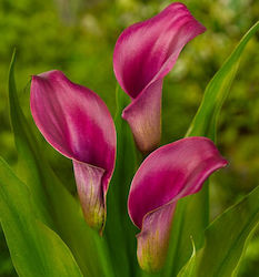 Regal Envelope 1 Bulb Calla