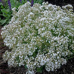 Paniculata White Gypsophila Bulb