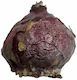 Primasem Zwiebel Hyacinthus Gelb