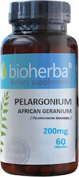 Bioherba Pelargonium Африкански Гераниум 200мг 60 Капсули Bioherba Pelargonium Африкански Гераниум 200мг 60 Капсули