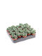 Mammillaria Toluca 5.5cm