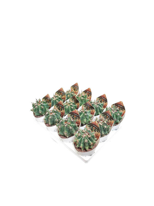 Green Leaf Cactus