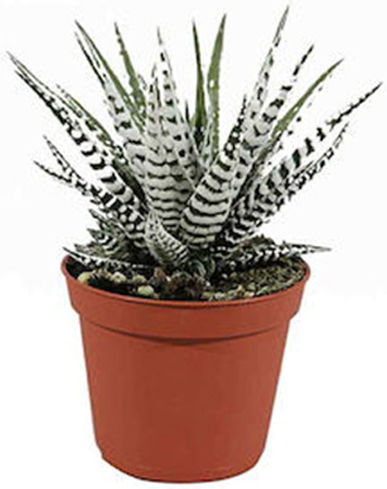 Πουλημένος Haworthia Ύψους 10εκ.