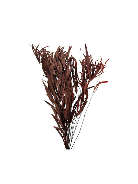 Dried Plant Eucalyptus Burgundy 1pcs