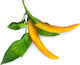 Click Seeds Peppers Chili Yellow 3pcs