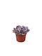 Echeveria 'pink Frills' 6cm