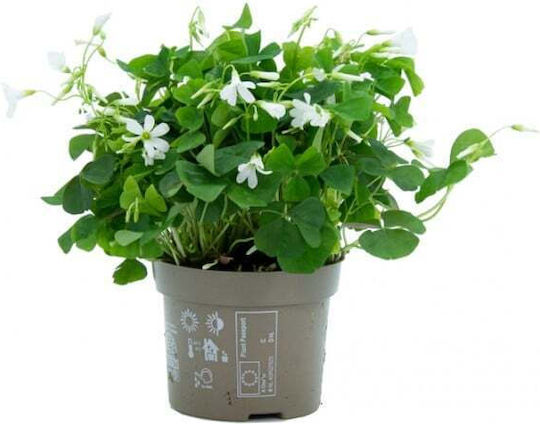 Oxalis Triangularis Green