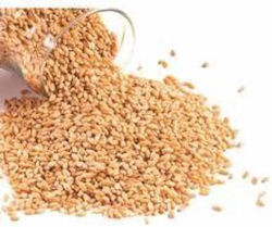 HealthTrade Organic Seeds Wheat Whole Grain 1000gr 1pcs