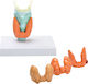 Heine Scientific Medizinisches Trainingsmodell