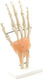 Heine Scientific Appendages & Joints Model