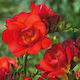 Primasem Bulb Freesia Double Red