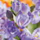 Primasem Bulb Freesia Double Purple