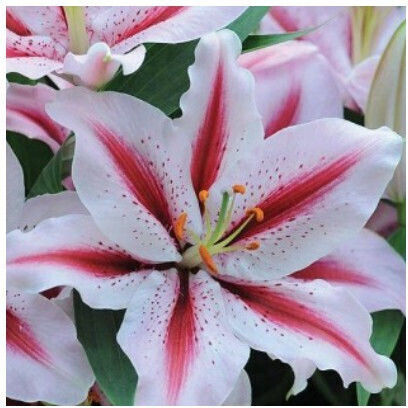 Primasem Bulb Lilium Oriental Multicolor