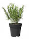 Rosemary Plant