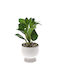 Artificial Plant in Small Pot 24cm Ai Lati