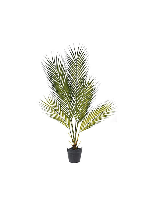 Kentia in Pot Ai Lati