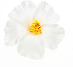 Κλίπ Μαλλιών Υφασμάτινα Λουλούδια Σε 7 Χρώματα-άσπρο