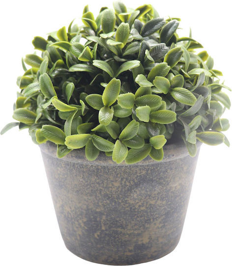 Ankor Buxus Topfpflanze Beiges Ankor Buxus Topfpflanze Beiges